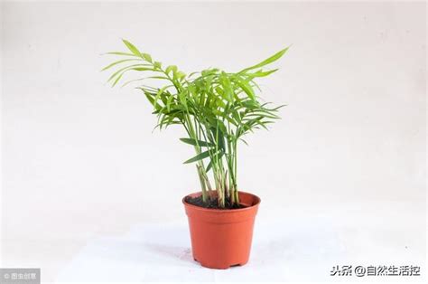 袖珍椰子枯黃|袖珍椰子葉子乾枯發黃怎麼辦 3招教你解決袖珍椰子葉黃問題